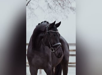 Hanovrien, Hongre, 6 Ans, 172 cm, Noir