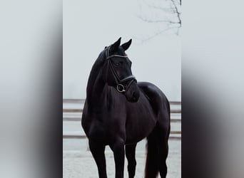 Hanovrien, Hongre, 6 Ans, 172 cm, Noir