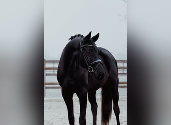 Hanovrien, Hongre, 6 Ans, 172 cm, Noir