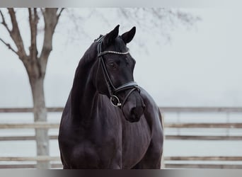 Hanovrien, Hongre, 6 Ans, 172 cm, Noir