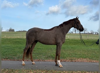 Hanovrien, Hongre, 6 Ans, 173 cm, Alezan brûlé