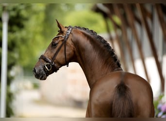 Hanovrien, Hongre, 6 Ans, 173 cm, Alezan brûlé