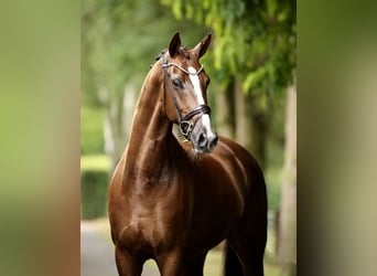 Hanovrien, Hongre, 6 Ans, 173 cm, Alezan brûlé