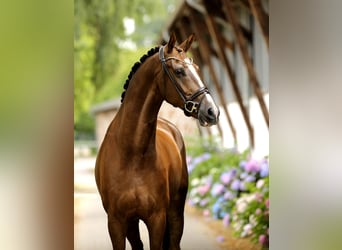 Hanovrien, Hongre, 6 Ans, 173 cm, Alezan brûlé