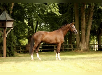 Hanovrien, Hongre, 6 Ans, 173 cm, Alezan brûlé