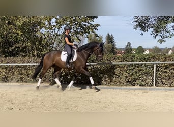 Hanovrien, Hongre, 6 Ans, 173 cm, Bai