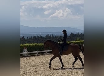 Hanovrien, Hongre, 6 Ans, 173 cm, Bai