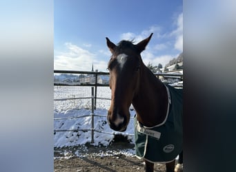 Hanovrien, Hongre, 6 Ans, 173 cm, Bai