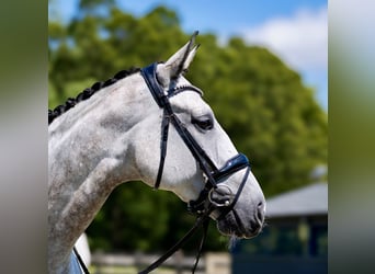 Hanovrien, Hongre, 6 Ans, 173 cm, Gris
