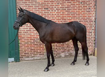 Hanovrien, Hongre, 6 Ans, 173 cm, Noir