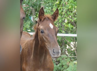 Hanovrien, Hongre, 6 Ans, 174 cm, Alezan brûlé