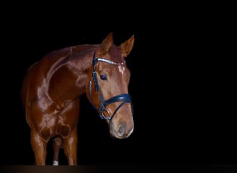 Hanovrien, Hongre, 6 Ans, 174 cm, Alezan brûlé