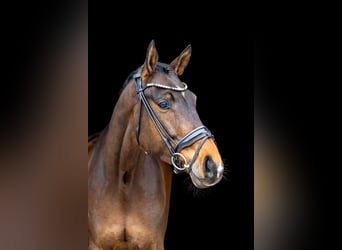 Hanovrien, Hongre, 6 Ans, 174 cm, Bai brun