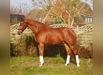 Hanovrien, Hongre, 6 Ans, 175 cm, Alezan