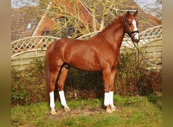 Hanovrien, Hongre, 6 Ans, 175 cm, Alezan