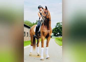 Hanovrien, Hongre, 6 Ans, 175 cm, Alezan