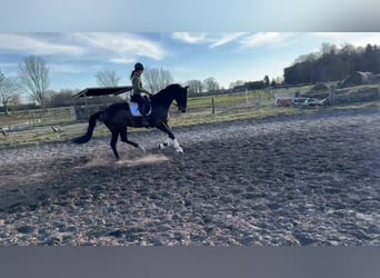 Hanovrien, Hongre, 6 Ans, 175 cm, Bai brun
