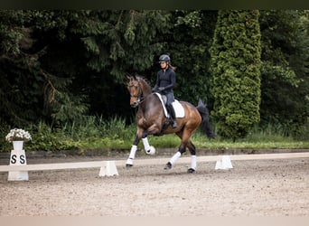 Hanovrien, Hongre, 6 Ans, 175 cm, Bai