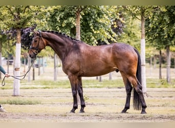 Hanovrien, Hongre, 6 Ans, 175 cm, Bai