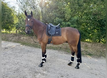 Hanovrien, Hongre, 6 Ans, 175 cm, Bai