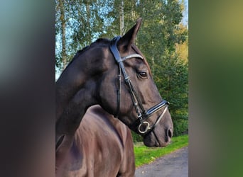 Hanovrien, Hongre, 6 Ans, 175 cm, Noir