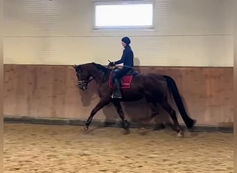 Hanovrien, Hongre, 6 Ans, 176 cm, Alezan brûlé