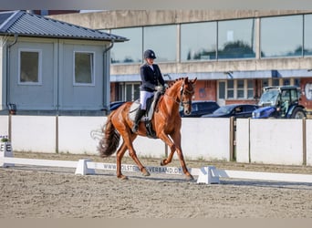 Hanovrien, Hongre, 6 Ans, 176 cm, Alezan