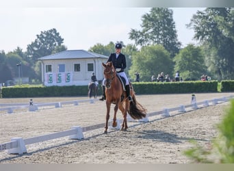 Hanovrien, Hongre, 6 Ans, 176 cm, Alezan