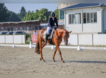 Hanovrien, Hongre, 6 Ans, 176 cm, Alezan