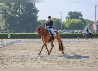 Hanovrien, Hongre, 6 Ans, 176 cm, Alezan