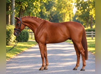 Hanovrien, Hongre, 6 Ans, 176 cm