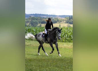 Hanovrien, Hongre, 6 Ans, 176 cm, Gris noir