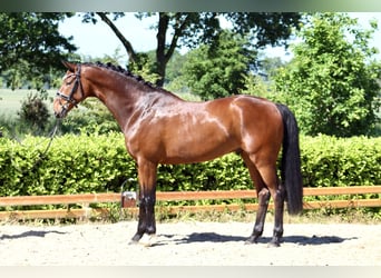 Hanovrien, Hongre, 6 Ans, 177 cm, Bai