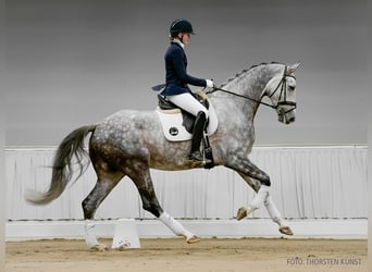 Hanovrien, Hongre, 6 Ans, 178 cm, Bai brun