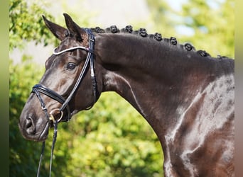 Hanovrien, Hongre, 6 Ans, 178 cm, Noir