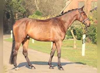 Hanovrien, Hongre, 6 Ans, 180 cm, Bai brun