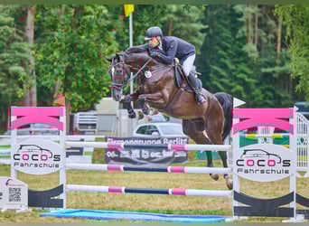 Hanovrien, Hongre, 6 Ans, 180 cm, Bai brun foncé