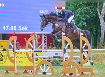 Hanovrien, Hongre, 6 Ans, 180 cm, Bai brun foncé