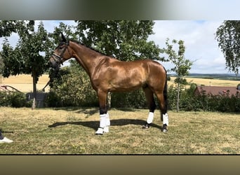 Hanovrien Croisé, Hongre, 6 Ans, 189 cm, Bai