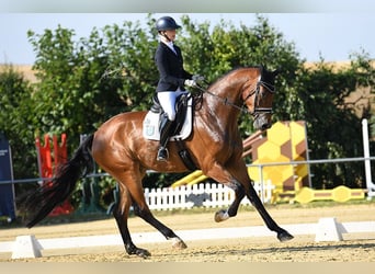 Hanovrien Croisé, Hongre, 6 Ans, 189 cm, Bai