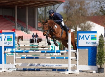 Hanovrien, Hongre, 6 Ans, Bai