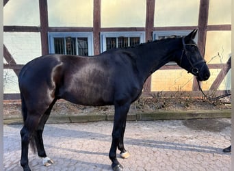 Hanovrien, Hongre, 6 Ans