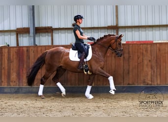 Hanovrien, Hongre, 7 Ans, 160 cm, Alezan brûlé