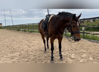 Hanovrien, Hongre, 7 Ans, 165 cm, Bai cerise