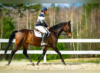 Hanovrien, Hongre, 7 Ans, 165 cm, Bai cerise