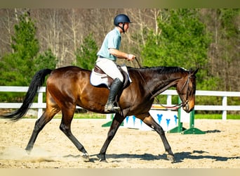 Hanovrien, Hongre, 7 Ans, 165 cm, Bai cerise