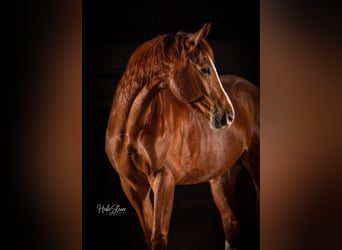 Hanovrien, Hongre, 7 Ans, 166 cm, Alezan
