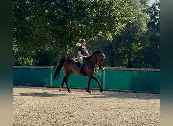 Hanovrien, Hongre, 7 Ans, 166 cm, Bai brun