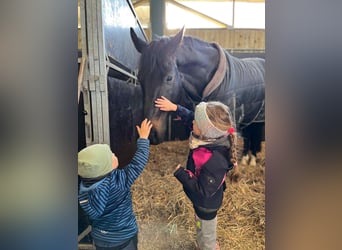 Hanovrien, Hongre, 7 Ans, 166 cm, Bai brun