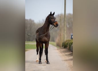 Hanovrien, Hongre, 7 Ans, 166 cm, Bai